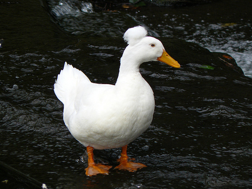 File:Afroduck.jpg