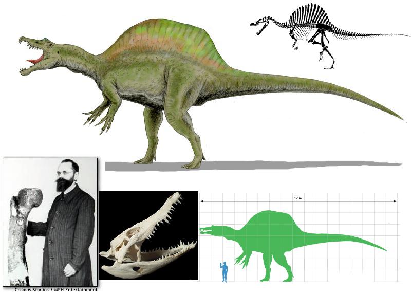 File:Spinosaurus.jpg
