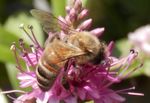 Western honey bee (Apis mellifera).