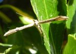 T-Moth (Emmelina monodactyla).