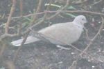 Collared dove (Streptopelia decaocto).