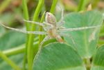 Philodromus albidus (running crab spider).