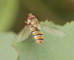 Marmalade hoverfly (Episyrphus balteatus).