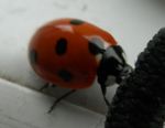7-spot ladybird (Coccinella septempunctata).