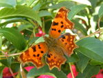 Comma butterfly (Polygonia c-album).