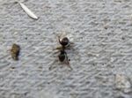 Black garden ant (Lasius niger).