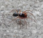 Erigone dentosa (money spider).