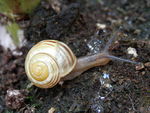 White-lipped snail (Cepaea hortensis).
