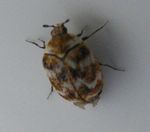 Varied carpet beetle (Anthrenus verbasci).