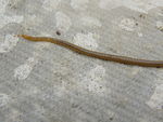 Geophilus flavus (soil centipede).