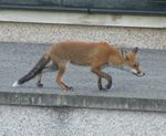Red fox (Vulpes vulpes crucigera).