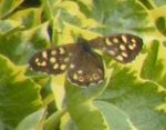 Speckled wood butterfly (Pararge aegeria).