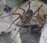 Domestic house spider (Tegenaria domestica).