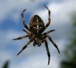 European garden spider (Araneus diadematus).