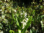 White hyacinths.