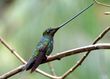 Sword-billed hummingbird Ensifera ensifera