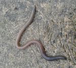 Common earthworm (Lumbricus terrestris).