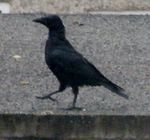 Carrion Crow (Corvus corone).