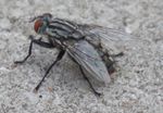 Housefly (Musca domestica).