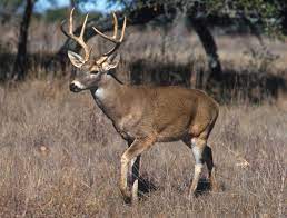 File:White tailed deer image from wikipedia for national symbols page.jpg