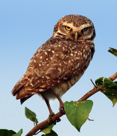 File:Burrowing Owl.png