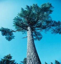 File:SCPinetree.jpg