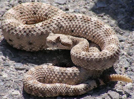 File:Sidewinder-rattlesnake.jpg