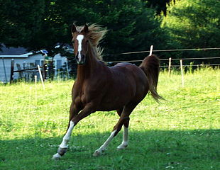 File:EquusArabian.png
