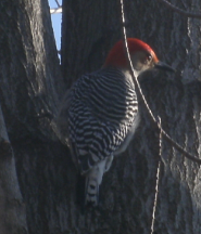 Woodpecker.png