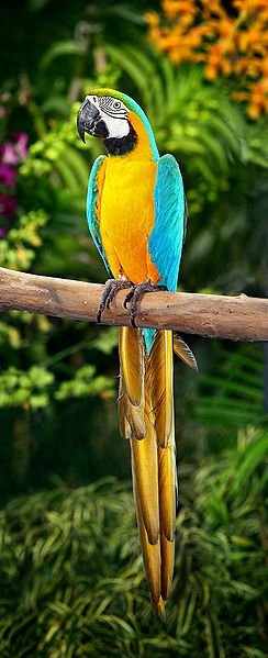File:Blue-and-Yellow-Macaw.jpg