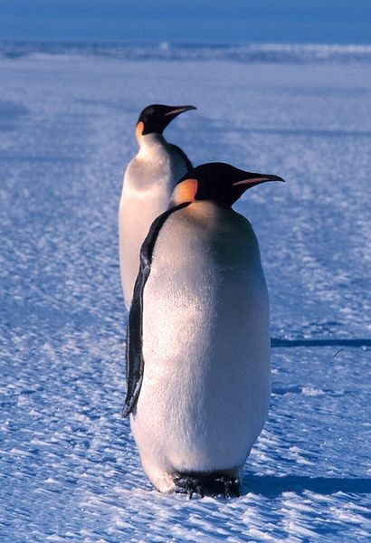 File:Emperor penguin.jpg