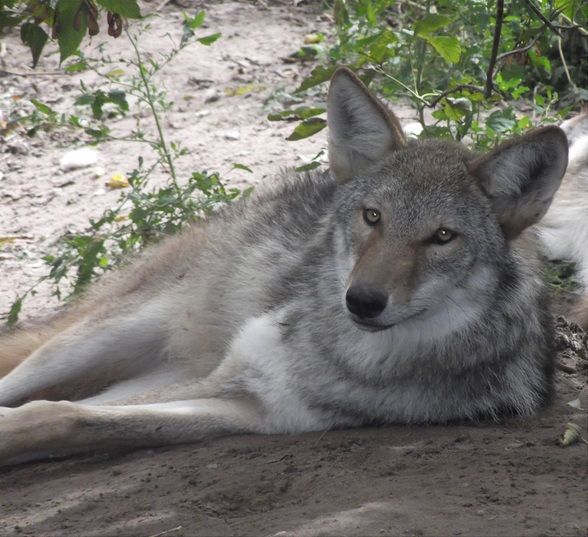 File:Coyote2.png