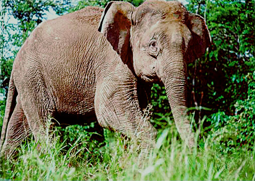 File:Borneo-elephant-PLoS Biology.jpg
