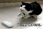 File:Funny cat pictures pc 2.jpg