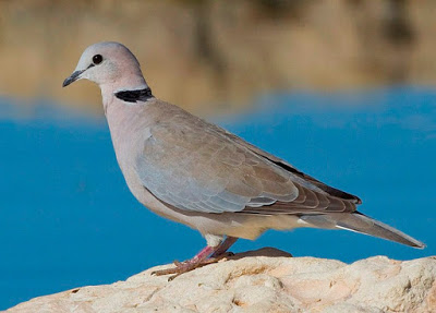 File:African dove.jpg