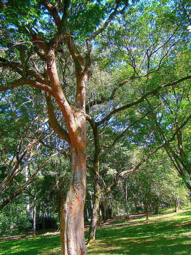 File:Brazilwoodriobotanicgarden.jpg