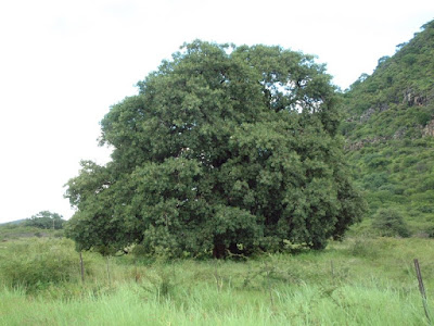 File:Ficus thonningii.jpg