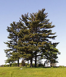 File:Pinus strobus.jpg