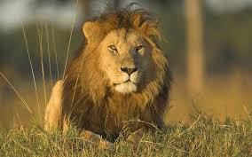 File:African lion.jpg