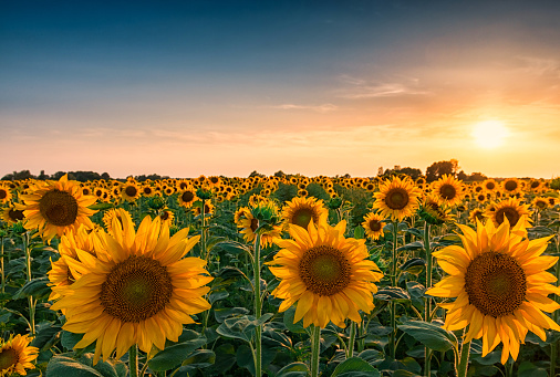 File:Sunflowers.jpg