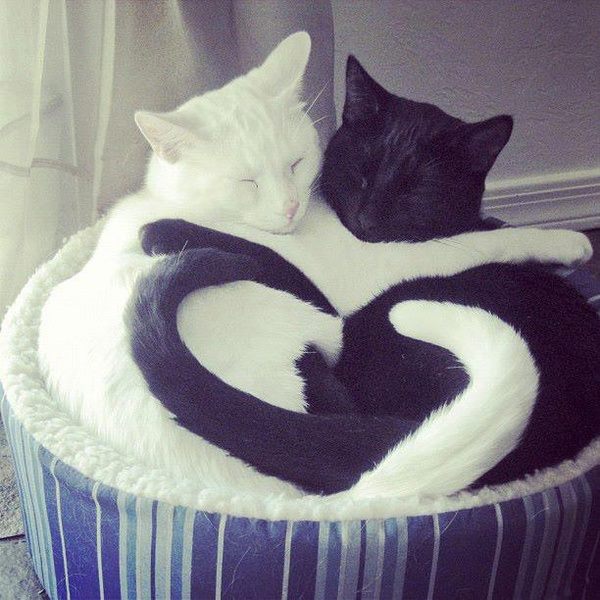 File:Cat love.jpg