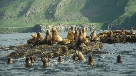 File:Sea lions amak island alaska usfws natdiglib bell-k 450x.jpg