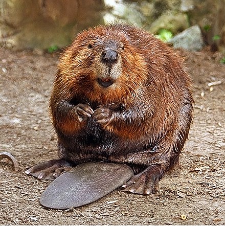 File:North American beaver.jpg