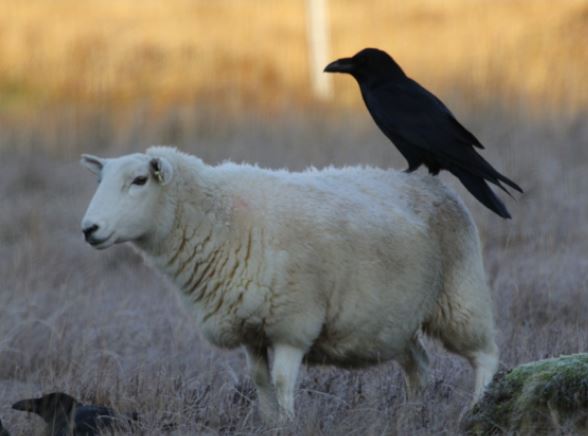 File:Sheep and Raven.JPG