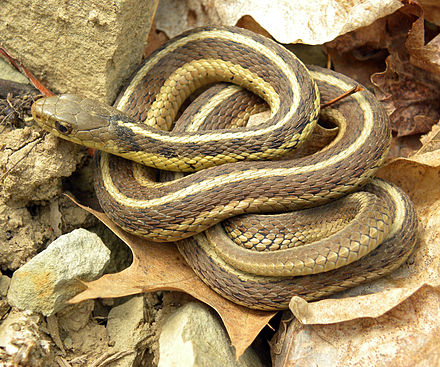 File:Common garter snake.JPG