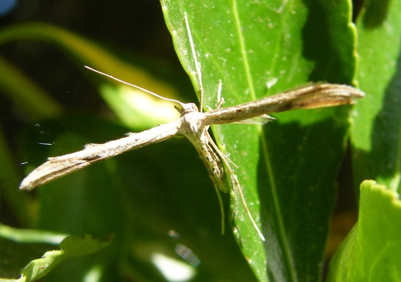 File:T-Moth.jpg