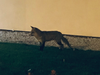 A fox near New Eiffel.png