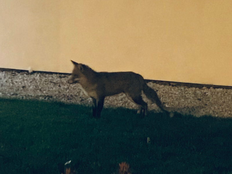 File:A fox near New Eiffel.png