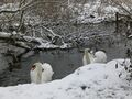 Swans in New Amsterdam.jpg