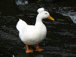 "Afroduck", a famous resident of the Grove, 2010.